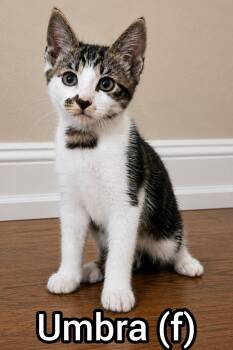 Umbra -Preadoption ONLY -  Domestic Short Hair Cat for Adoption in Chilliwack, British Columbia - Umbra -Preadoption ONLY | PetCurious