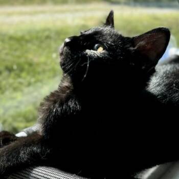 Fern -  Domestic Short Hair Cat for Adoption in Columbus, North Carolina - Fern | PetCurious