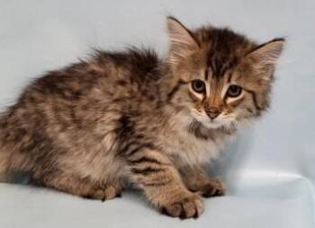 Max -  Domestic Medium Hair and Domestic Short Hair Cat for Adoption in Golden Valley, Minnesota - Max | PetCurious