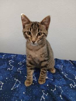 Tigress -  Domestic Short Hair Cat for Adoption in St. Cloud, Minnesota - Tigress | PetCurious