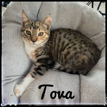 Rescue Domestic Short Hair Cats for Adoption in El Cajon, California - Tova | PetCurious