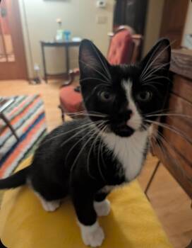 David -  Tuxedo Cat for Adoption in Reeseville, Wisconsin - David | PetCurious