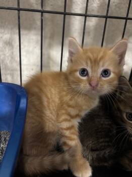 Captain Lava -  Domestic Short Hair Cat for Adoption in Corpus Christi, Texas - Captain Lava | PetCurious