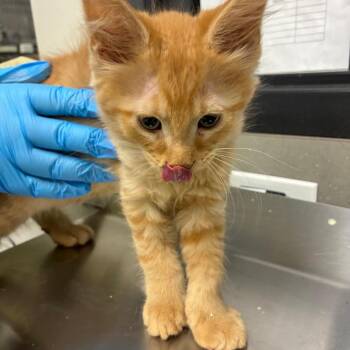 Guppy -  Domestic Short Hair Cat for Adoption in Oak Park, Illinois - Guppy | PetCurious