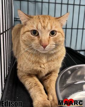 Rescue Domestic Short Hair Cats for Adoption in Maryville, Tennessee - Edison | PetCurious