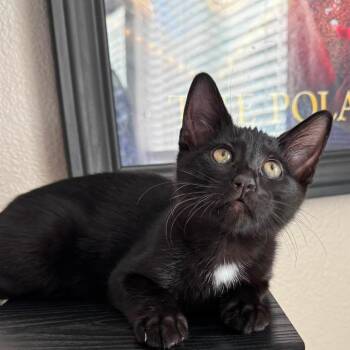 Oso -  Domestic Short Hair Cat for Adoption in Washougal, Washington - Oso | PetCurious