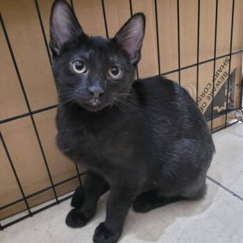 Lupin -  Domestic Short Hair Cat for Adoption in Leander, Texas - Lupin | PetCurious
