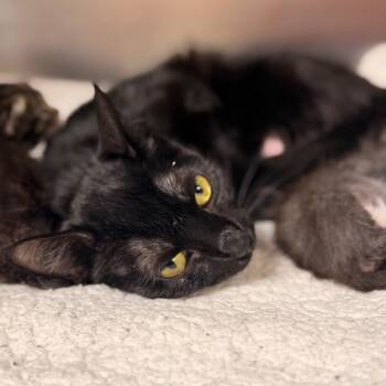 Astoria -  Domestic Short Hair Cat for Adoption in Cumming, Georgia - Astoria | PetCurious