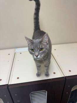 SHOES -  Domestic Short Hair Cat for Adoption in Chillicothe, Ohio - SHOES | PetCurious