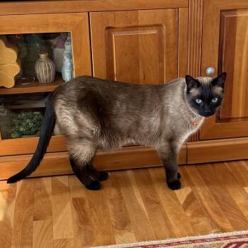 Siamese Cats Available for Adoption in Stoughton, Wisconsin - Rigby | PetCurious