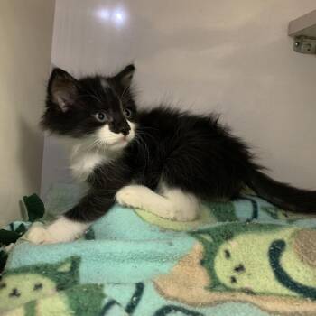 Whiskey -  Domestic Short Hair Cat for Adoption in Redwood City, California - Whiskey | PetCurious