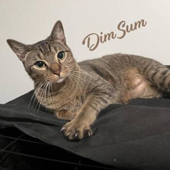 Dim Sum #brother-of-Dumpling -  Tabby and Domestic Short Hair Cat for Adoption in Houston, Texas - Dim Sum #brother-of-Dumpling | PetCurious