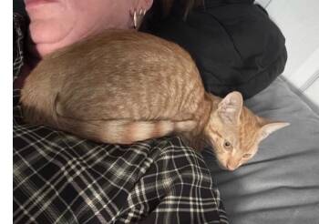 Eddie Sheeran -  Tabby Cat for Adoption in Anthem, Arizona - Eddie Sheeran | PetCurious