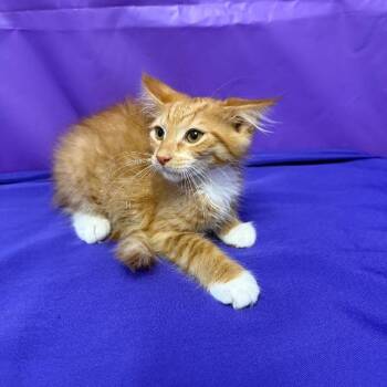 Zander -  Domestic Medium Hair Cat for Adoption in North Myrtle Beach, South Carolina - Zander | PetCurious