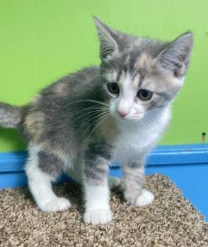 Goldie -  Domestic Medium Hair Cat for Adoption in Columbus, Ohio - Goldie | PetCurious