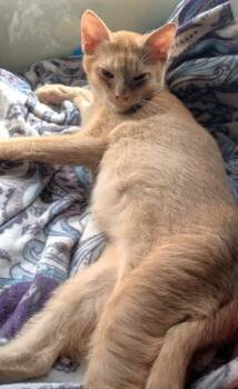 Rescue Domestic Short Hair Cats for Adoption in Buchanan Dam, Texas - Rascal | PetCurious