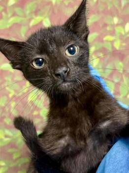 Domestic Short Hair Cats Available for Adoption in San Antonio, Texas - GROOT | PetCurious