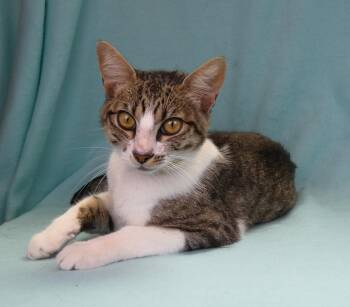 MARY -  Domestic Short Hair Cat for Adoption in Pasadena, California - MARY | PetCurious