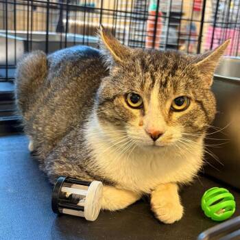 Domestic Short Hair Cats Available for Adoption in Huntington, West Virginia - Carson | PetCurious