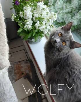 Rescue Nebelung Cats for Adoption in Fort Worth, Texas - Wolfy | PetCurious