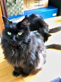 Rescue Domestic Medium Hair Cats for Adoption in Pittsburgh, Pennsylvania - Cleo | PetCurious