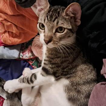 Clash -  Domestic Short Hair Cat for Adoption in Villa Park, California - Clash | PetCurious