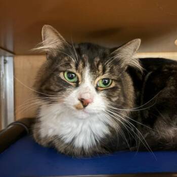 Domestic Long Hair Cats Available for Adoption in Chesapeake, Virginia - Felix | PetCurious