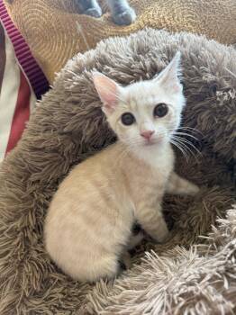 Marcus -  Domestic Short Hair Cat for Adoption in Newport, Kentucky - Marcus | PetCurious