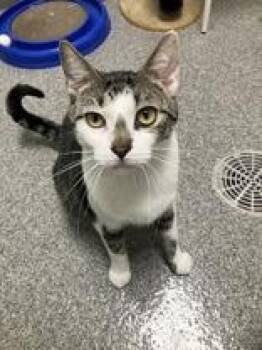 Harris -  Domestic Short Hair Cat for Adoption in Neenah, Wisconsin - Harris | PetCurious