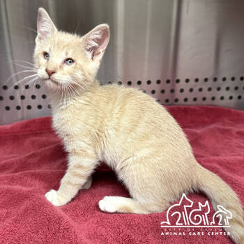 Rescue Domestic Short Hair Cats for Adoption in Irvine, California - JINU | PetCurious