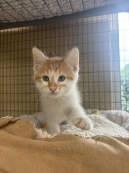 Bennett -  Domestic Short Hair Cat for Adoption in Kalamazoo, Michigan - Bennett | PetCurious
