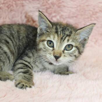 Jellyfish -  Domestic Short Hair Cat for Adoption in Auburn, Alabama - Jellyfish | PetCurious