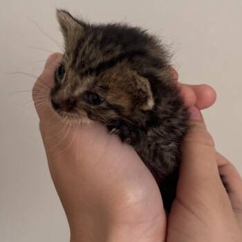 Lucky Duck -  Domestic Medium Hair Cat for Adoption in New York, New York - Lucky Duck | PetCurious