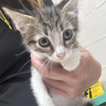 Marsupial -  Domestic Short Hair Cat for Adoption in Clanton, Alabama - Marsupial | PetCurious