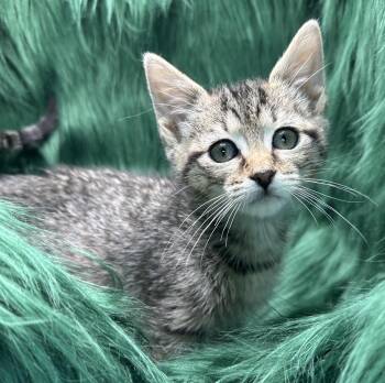 Domestic Short Hair Cats Available for Adoption - Dim Sum | PetCurious