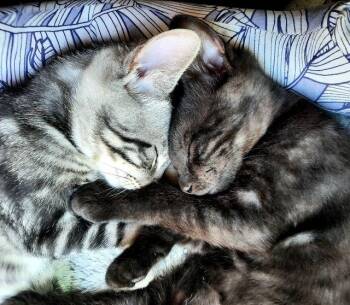 Kitten Hooper -  Domestic Short Hair Cat for Adoption in Seal Beach, California - Kitten Hooper | PetCurious