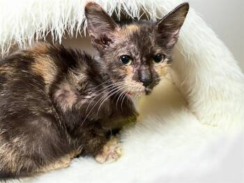 STRAY KITTEN -  Domestic Short Hair Cat for Adoption in Fort Lauderdale, Florida - STRAY KITTEN | PetCurious