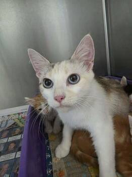 Gesibell -  Domestic Short Hair Cat for Adoption in Sullivan, Indiana - Gesibell | PetCurious