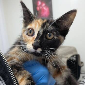 Phantom -  Domestic Short Hair Cat for Adoption in Lakewood, California - Phantom | PetCurious
