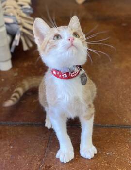 Harry Potter -  Domestic Short Hair Cat for Adoption in Salinas, California - Harry Potter | PetCurious