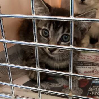 Dottie -  Domestic Short Hair Cat for Adoption in Montgomery, Alabama - Dottie | PetCurious