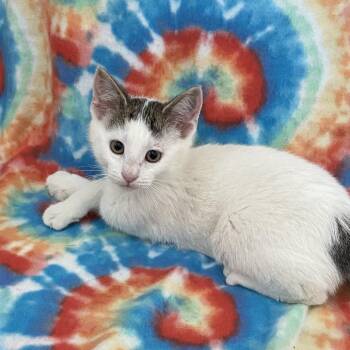 Nemo -  Domestic Short Hair Cat for Adoption in Green Bay, Wisconsin - Nemo | PetCurious