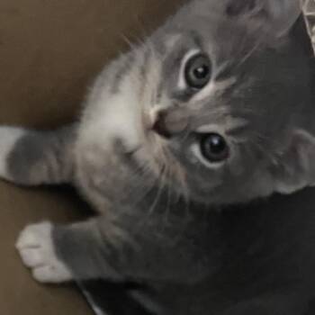 Leorio -  Domestic Short Hair Cat for Adoption in Philadelphia, Pennsylvania - Leorio | PetCurious