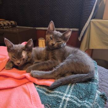 Poe and Bandit - bonded brothers -  Domestic Short Hair and Siamese Cat for Adoption in Portland, Oregon - Poe And Bandit - Bonded Brothers | PetCurious