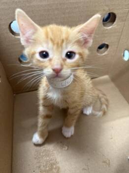 Santos -  Domestic Short Hair Cat for Adoption in New York, New York - Santos | PetCurious