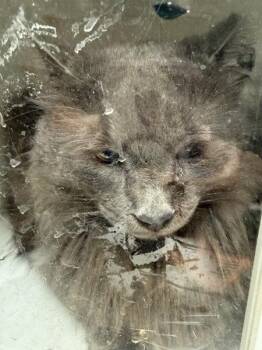 Domestic Long Hair Cats Available for Adoption in Marietta, Georgia - (694) | PetCurious