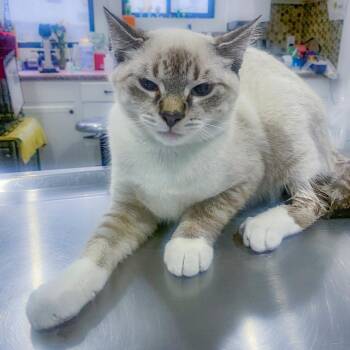 Manta Ray -  Domestic Short Hair Cat for Adoption in Chapel Hill, North Carolina - Manta Ray | PetCurious