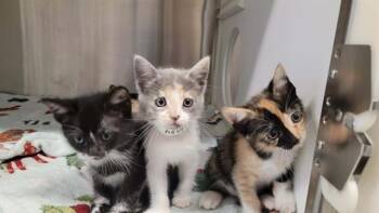 MIKA -  Domestic Short Hair Cat for Adoption in Tustin, California - MIKA | PetCurious