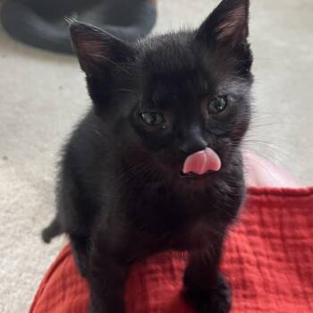Ferris -  Domestic Short Hair Cat for Adoption in Harrisonburg, Virginia - Ferris | PetCurious