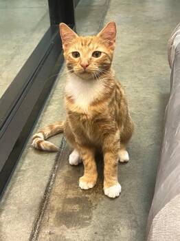 Peaches -  Tabby Cat for Adoption in Woodinville, Washington - Peaches | PetCurious